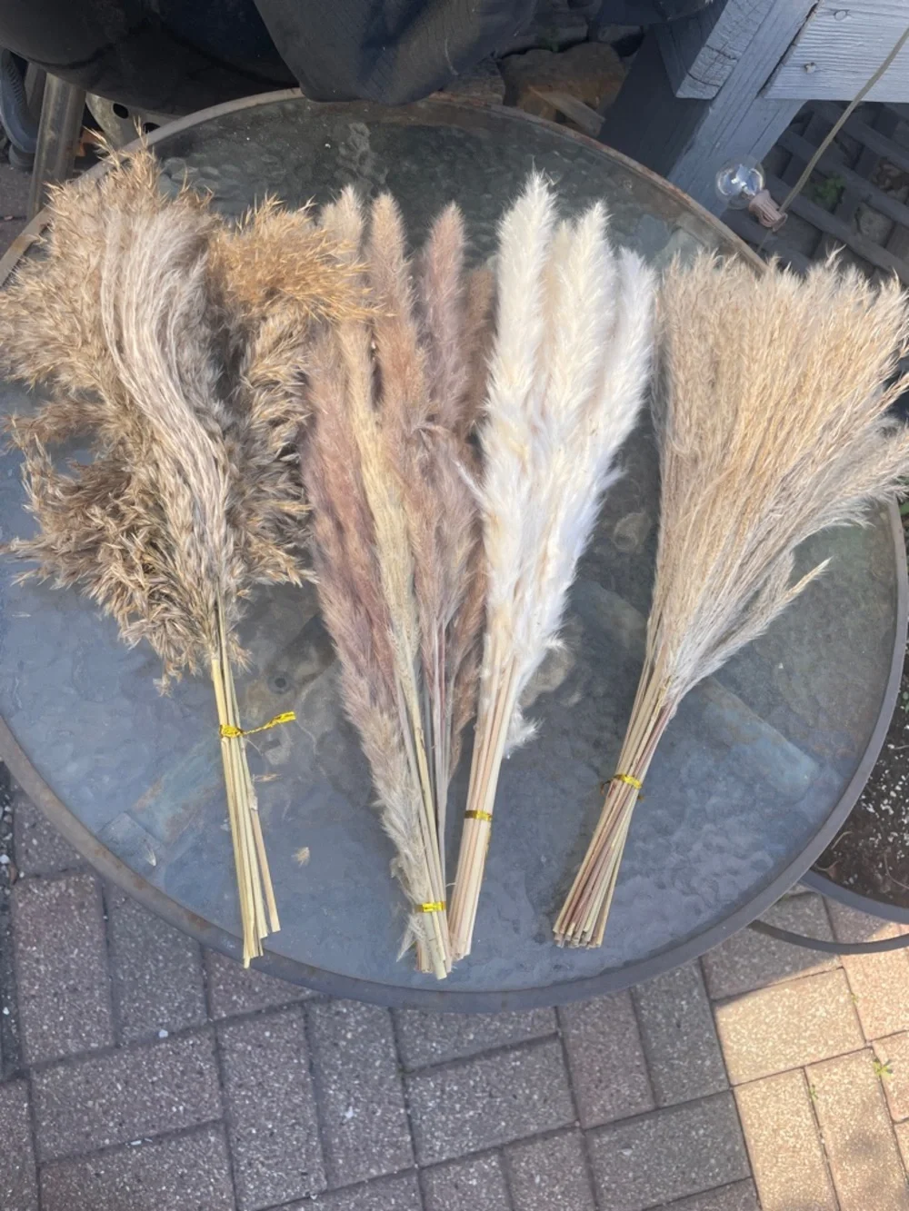 N/A dried pampas